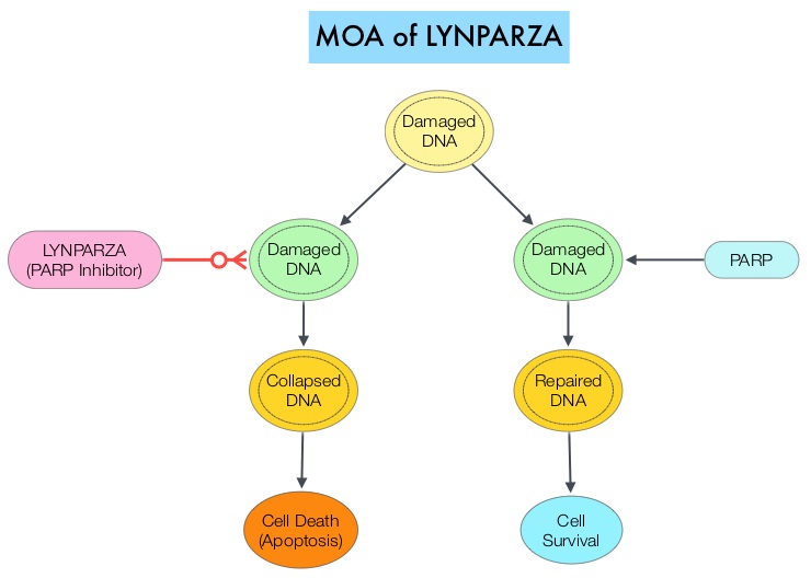 Mechanism-of-Action-of LYNPARZA