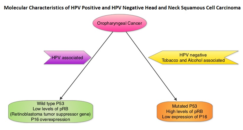 Molecular-Characteristics-of-HPV-Positive-Head-and-Neck-Carcinomas