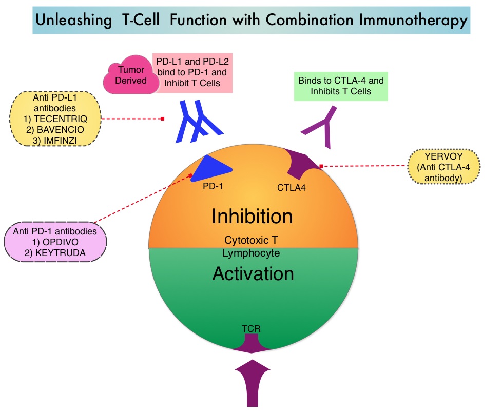 Unleashing-T-Cell-Function-with-Combination-Immunotherapy
