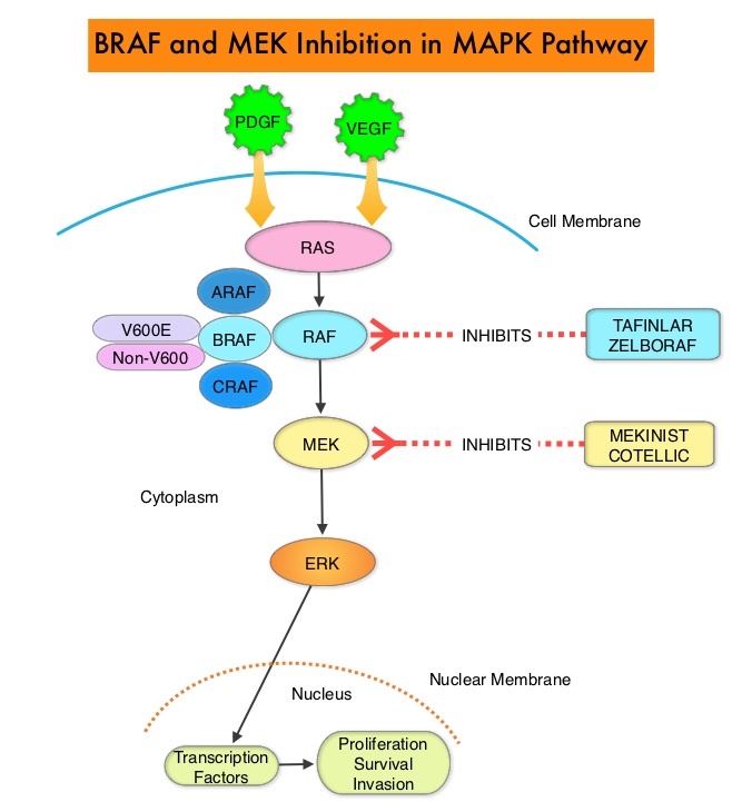 BRAF-and-MEK-Inhibition-in-MAPK-Pathway