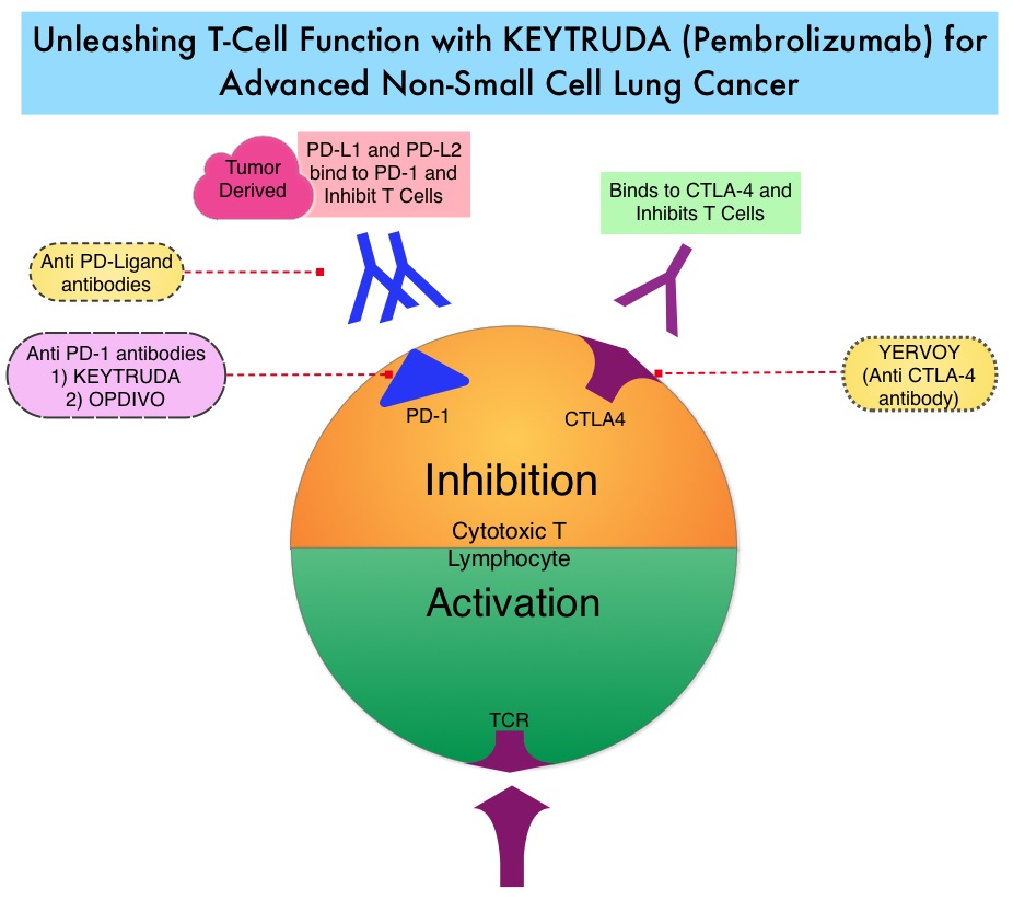 Unleashing-T-Cell-Function-with-KEYTRUDA-(Pembrolizumab)-for-Advanced-Non-Small-Cell-Lung-Cancer