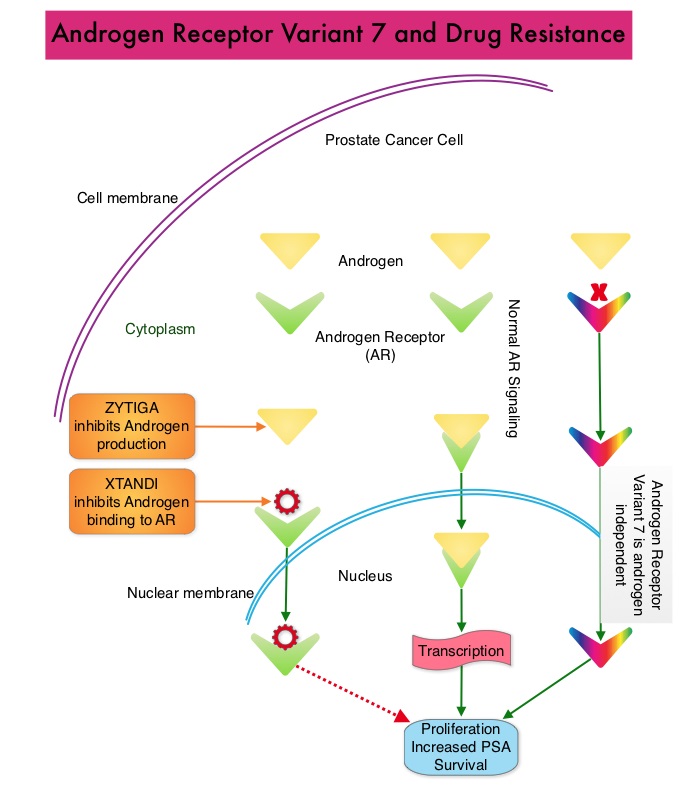 Androgen-Receptor-Variant-7-and-Drug-Resistance