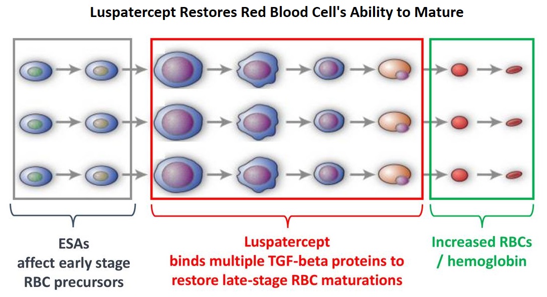Luspatercept-Restores-Red-Blood-Cell's-Ability-to-Mature