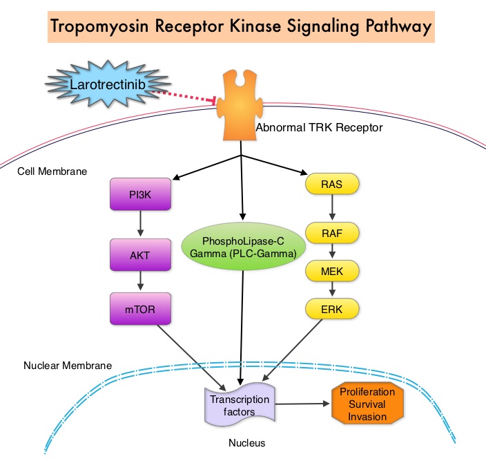 Tropomyosin-Receptor-Kinase-Signaling-Pathway