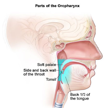 Parts-of-the-Oropharynx