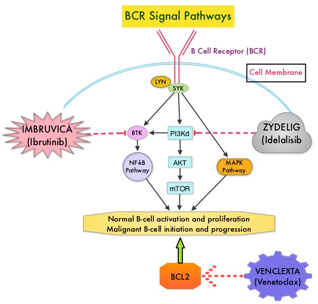 BCR-Signal-Pathways
