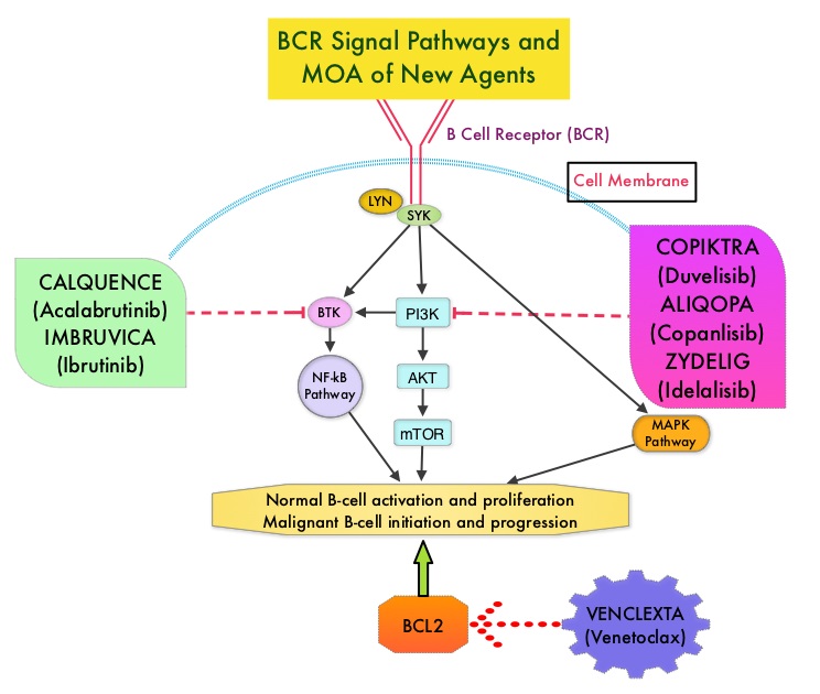 BCR-Signal-Pathways-and-MOA-of-New-Agents