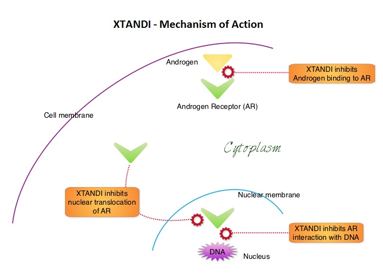 XTANDI - Mechanism-of-Action