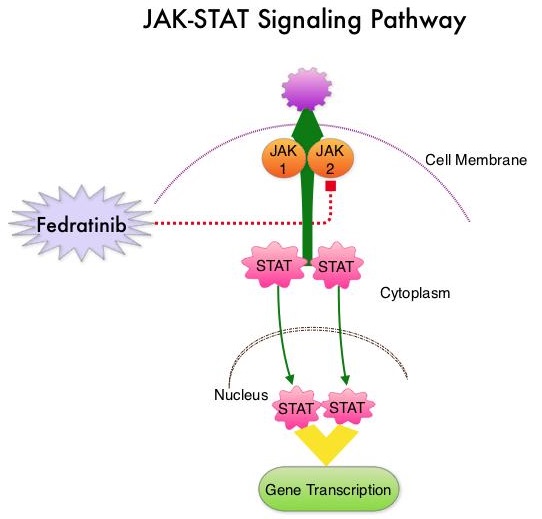 JAK-STAT-Signaling-Pathway