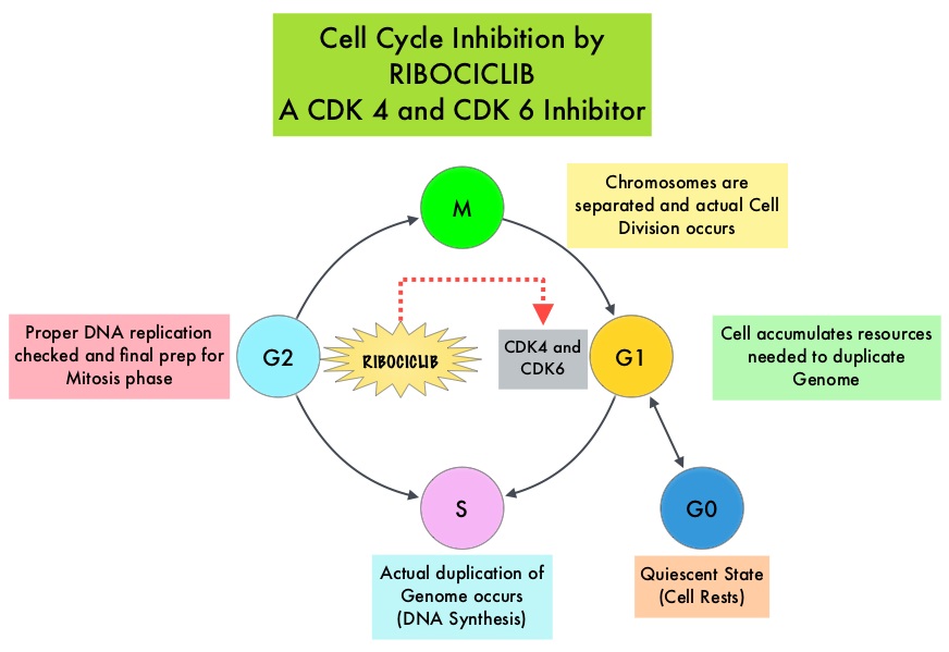 Cell-Cycle-Inhibition-by-RIBOCICLIB-A-CDK4-and-CDK6-Inhibitor