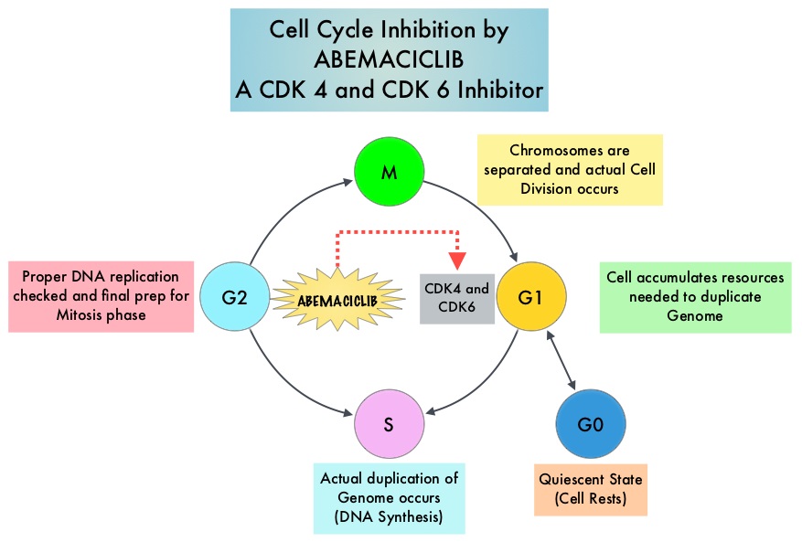 Cell-Cycle-Inhibition-by-ABEMACICLIB-A-CDK4-and-CDK6-Inhibitor