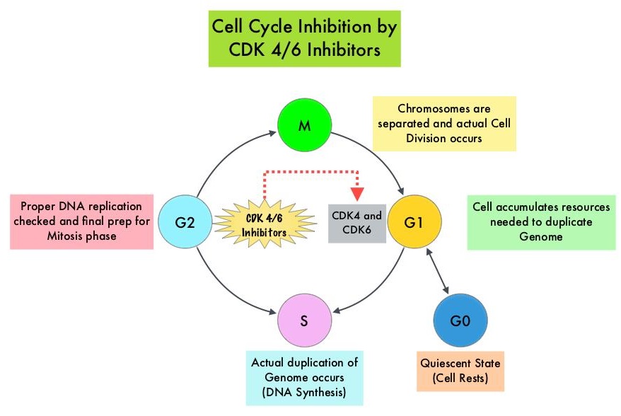 Cell-Cycle-Inhibition-by-CDK4/6-Inhibitors
