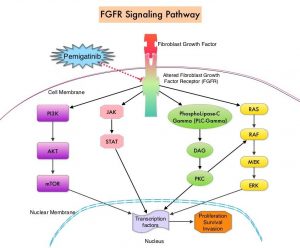 FGFR-Signaling-Pathway