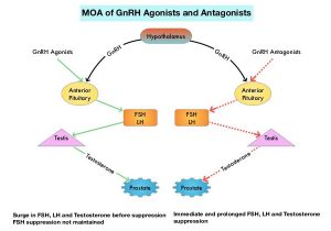 MOA-of-GnRH-Agonists-and-Antagonists