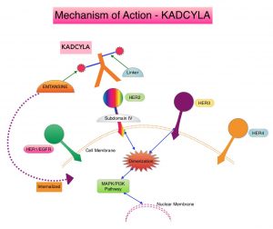 Mechanism-of-Action - KADCYLA