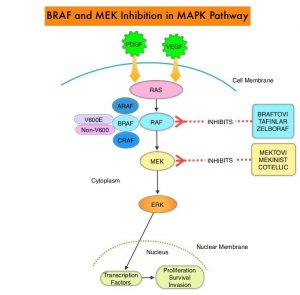 BRAF-and-MEK-Inhibition-in-MAPK-Pathway 
