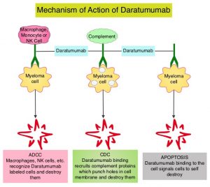 Mechanism-of-Action-of-Daratumumab