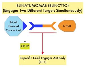 BLINATUMOMAB-(BLINCYTO)-(Engages-Two-Different-Targets-Simultaneously)