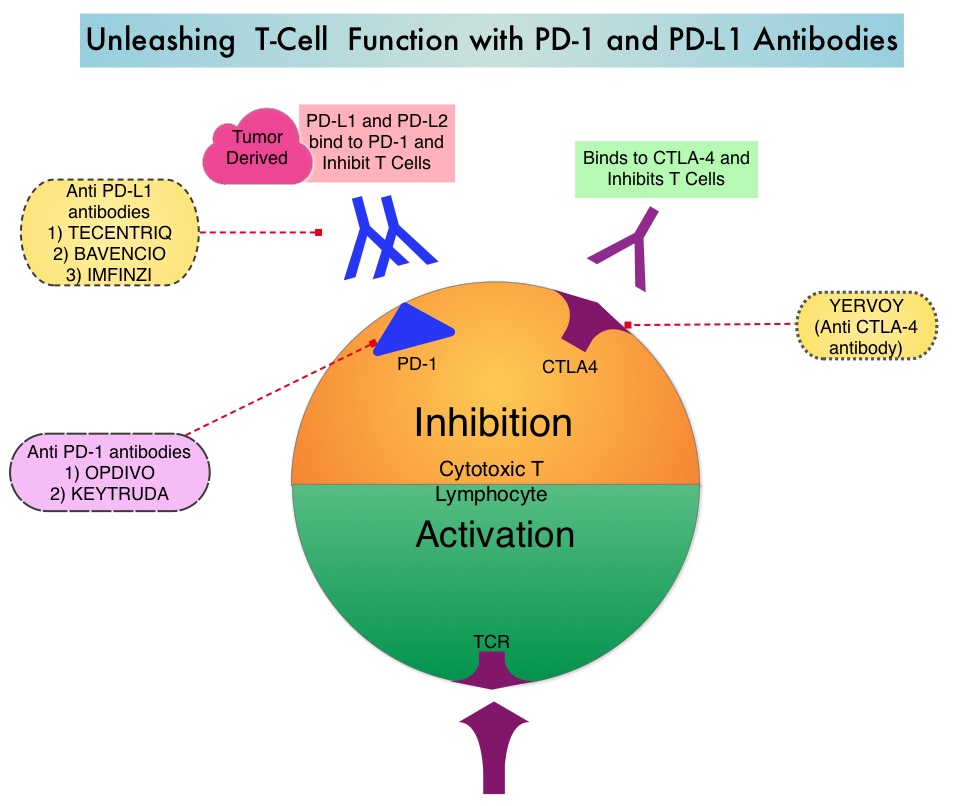 Unleashing-T-Cell-Function-with-PD-1-and-PD-L1-Antibodies