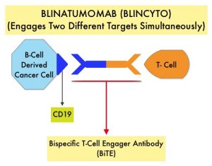 BLINATUMOMAB-(BLINCYTO)-(Engages-Two-Different-Targets-Simultaneously)